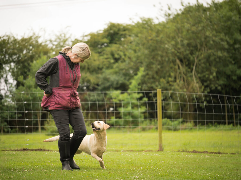 Jackie's Dog Walking